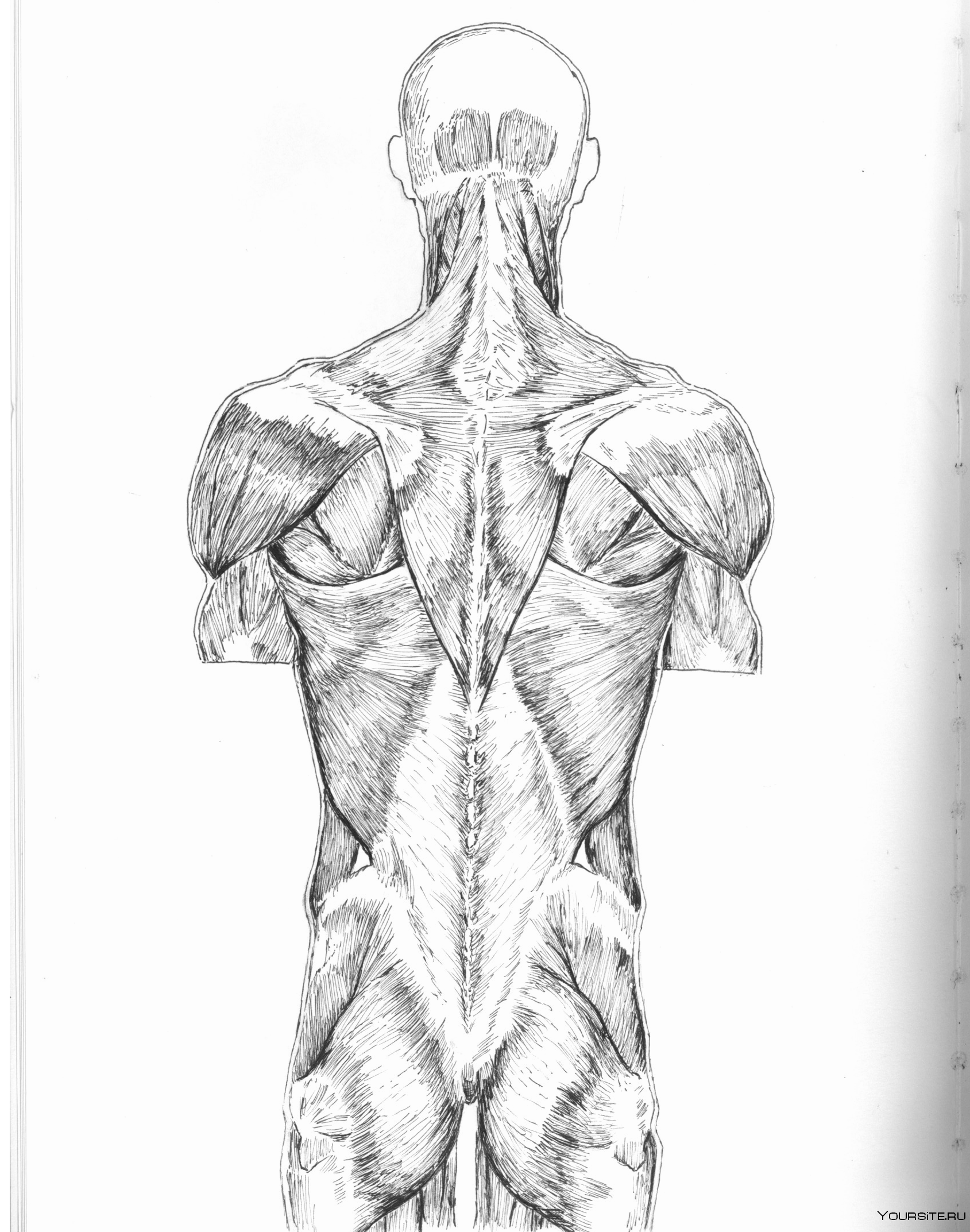 Рыжкин Александр анатомия мышцы спины