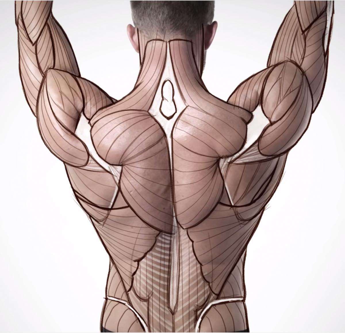 Дельтовидная мышца спины анатомия