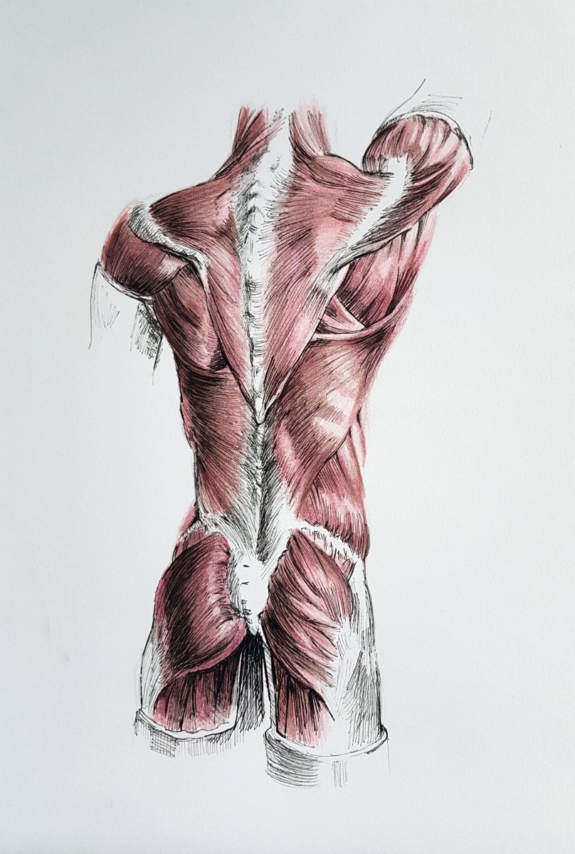 Анатомия спинных мышц