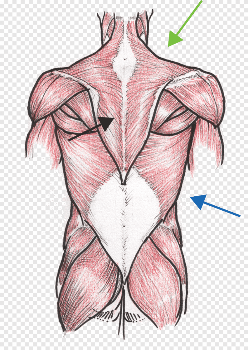 Мышцы спины спины анатомия