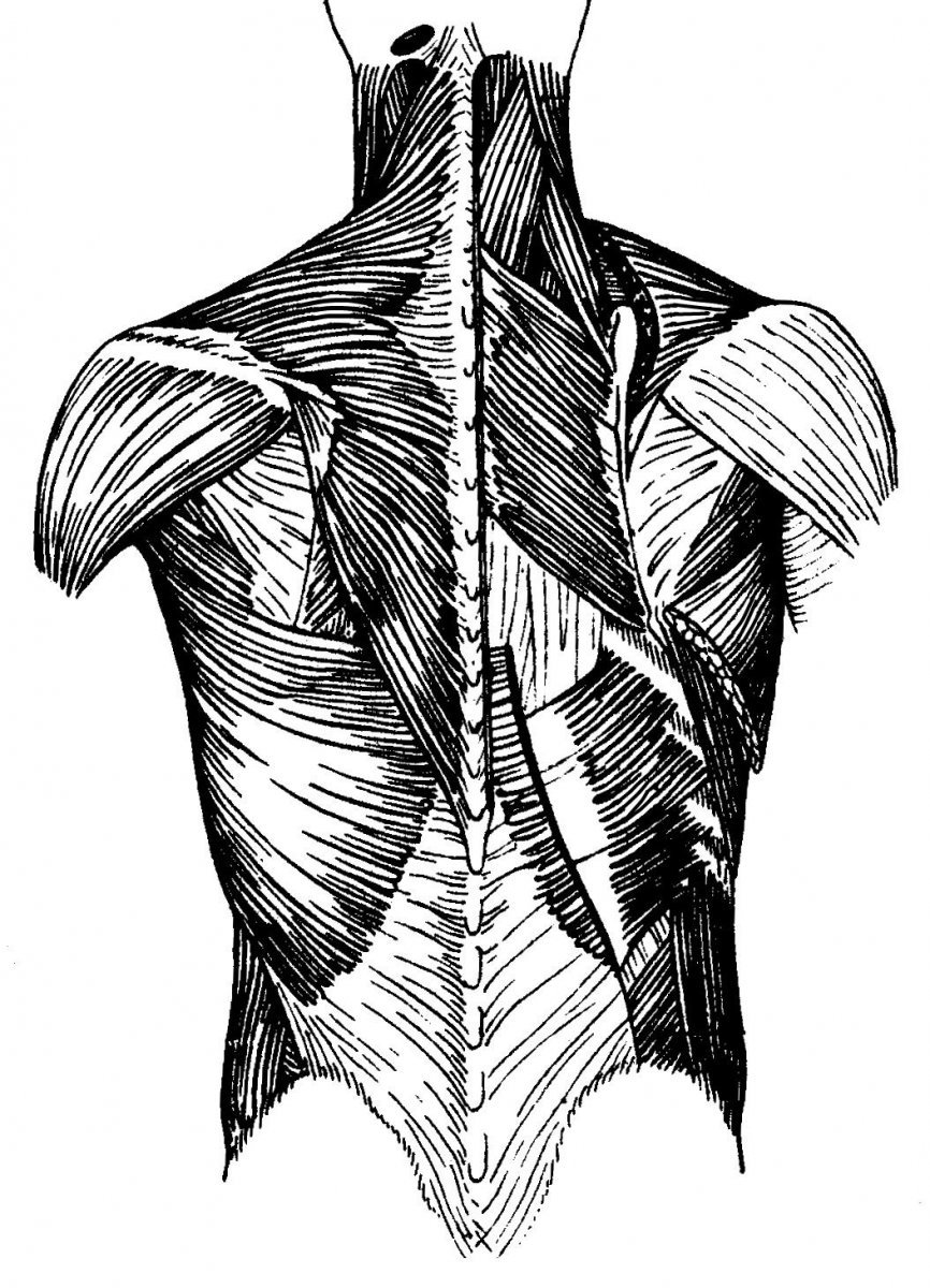 Выйная линия мышцы спины