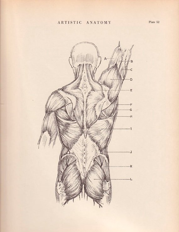 Мышечный скелет спины