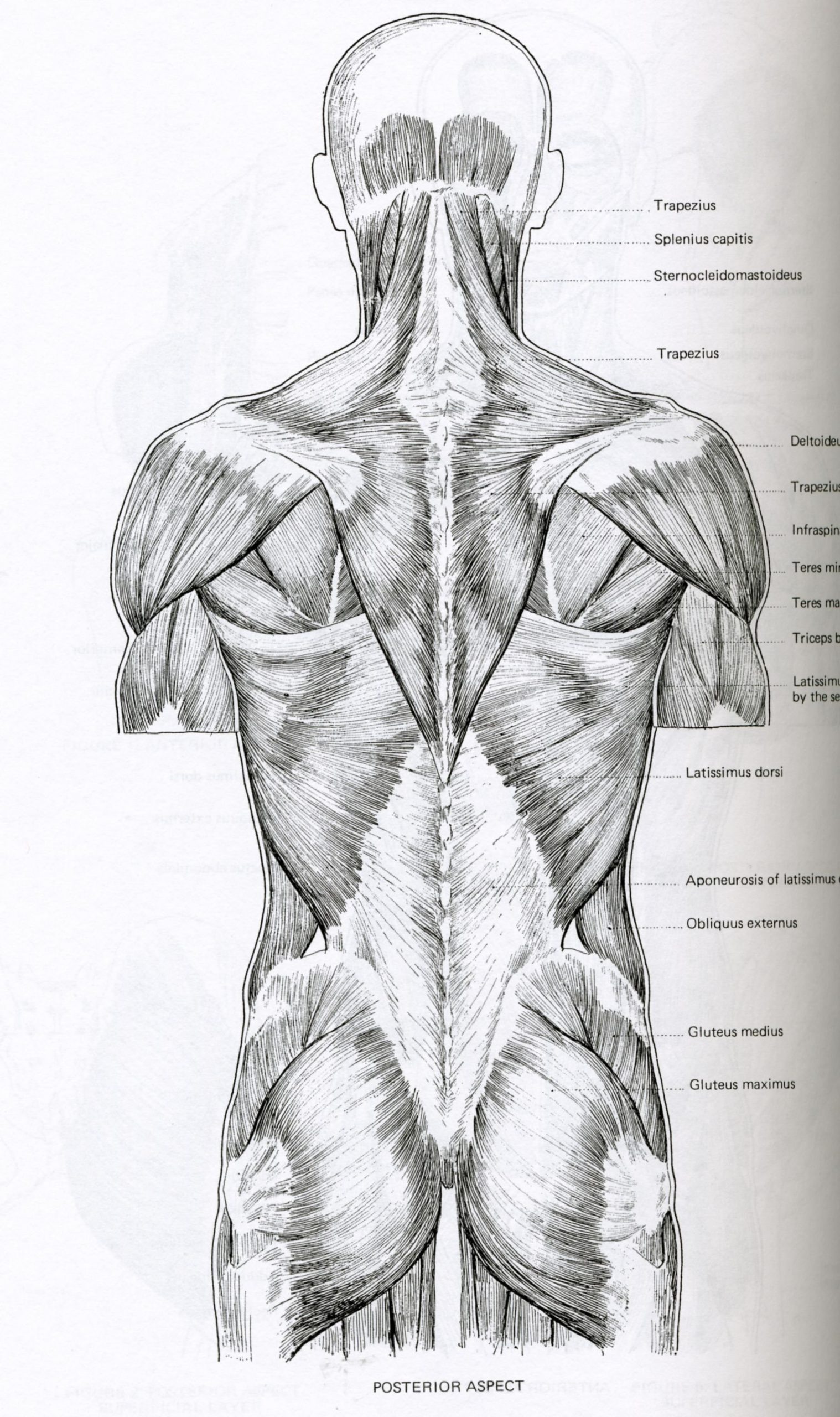 Мышцы туловища спины анатомия