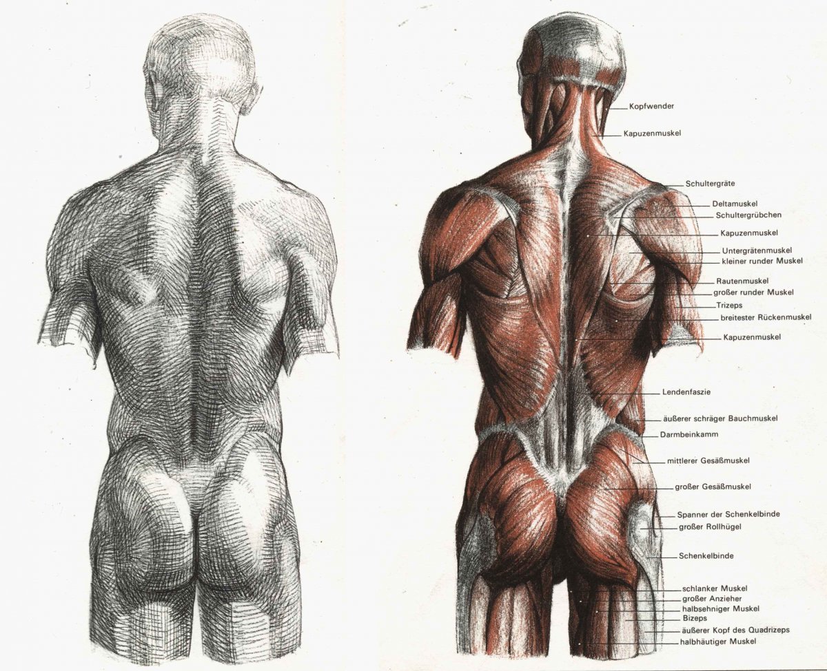 Мышцы спины анатомия для художников
