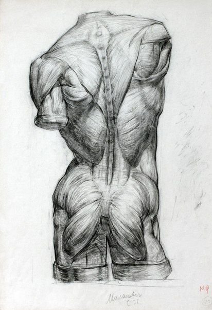 Спина человека пластическая анатомия
