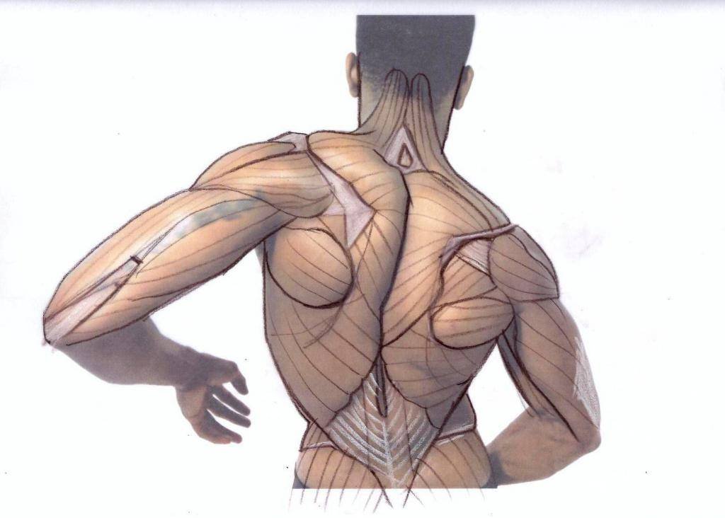 Мышцы человека анатомия референс руки