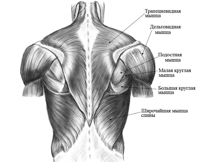 Мышцы плеча и лопатки анатомия