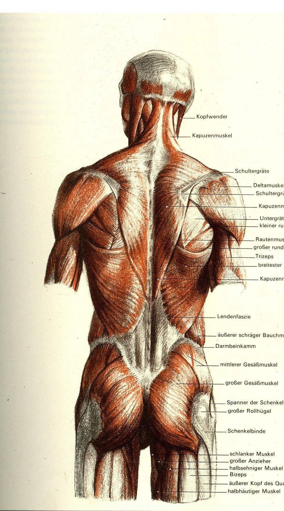 Мышцы спины атлас Синельникова