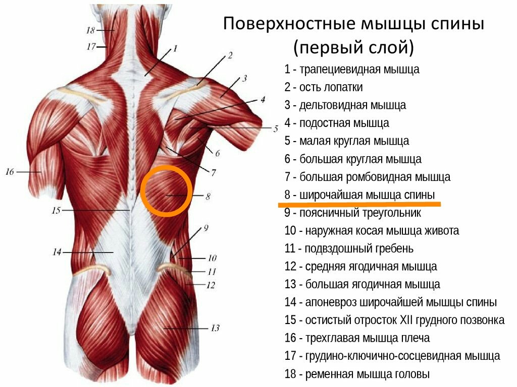 Поверхностные мышцы спины 1 слой