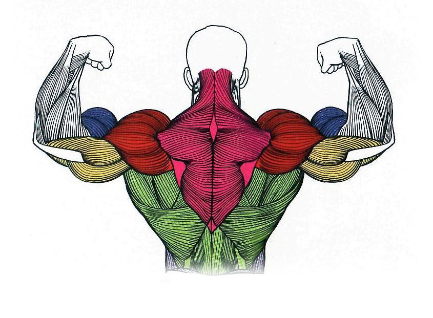 Трапециевидная и широчайшая мышца спины