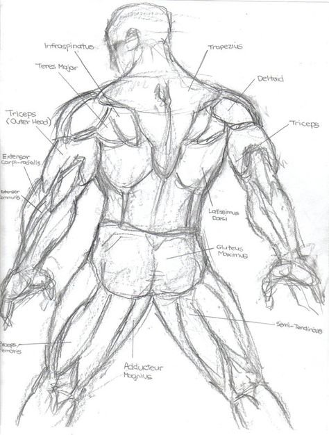 Анатомия спины человека для рисования