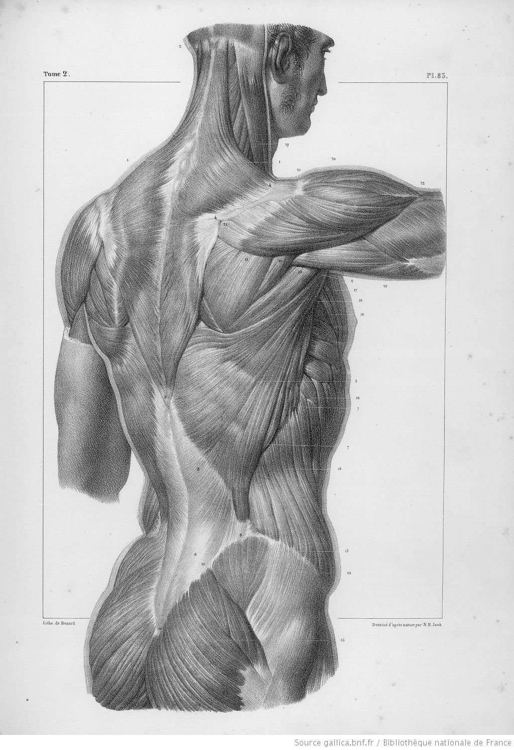 Баммес анатомия человека мышцы