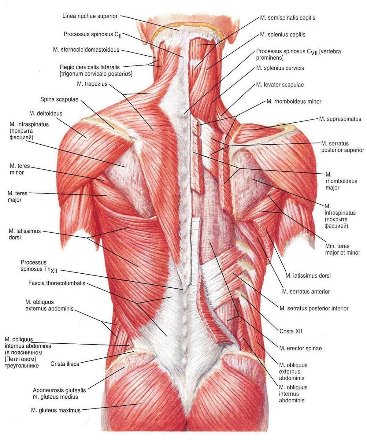 Мышцы спины Неттер