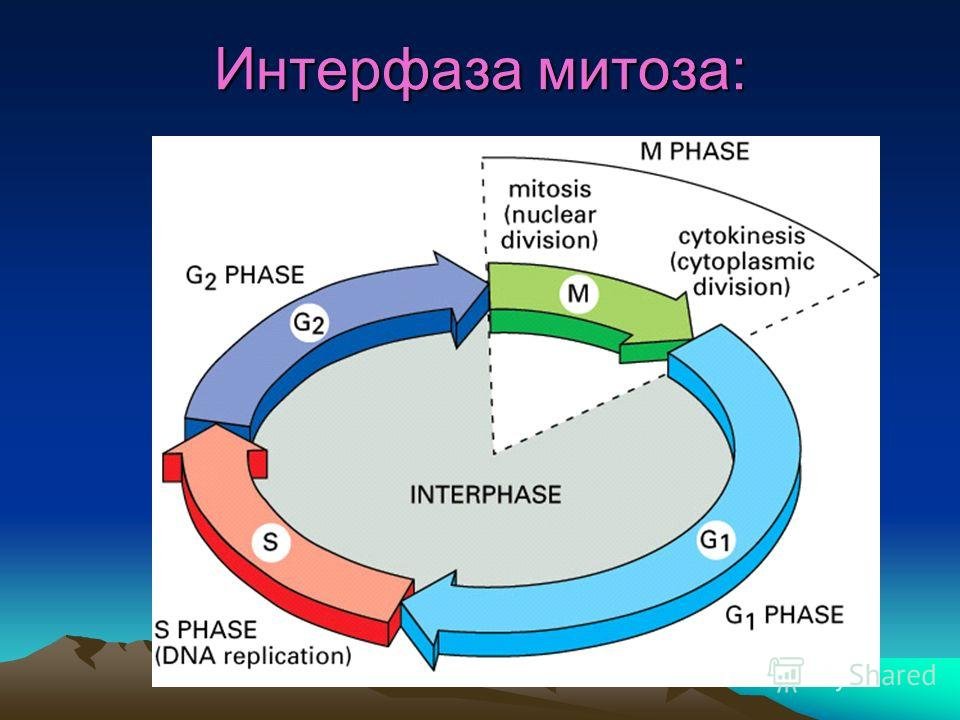 Рисунок интерфаза (49 фото) скачать бесплатно