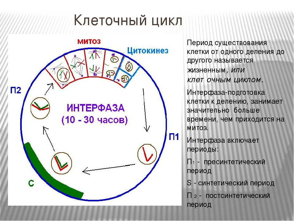 Рисунок интерфаза (49 фото) скачать бесплатно