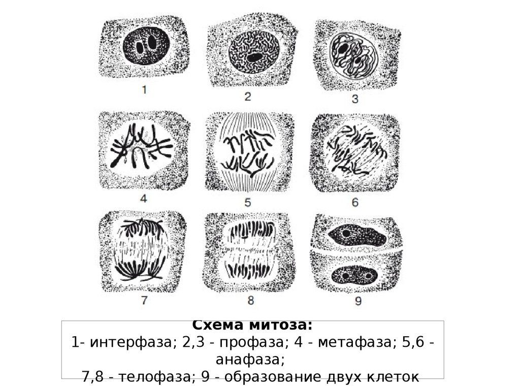 Рисунок интерфаза (49 фото) скачать