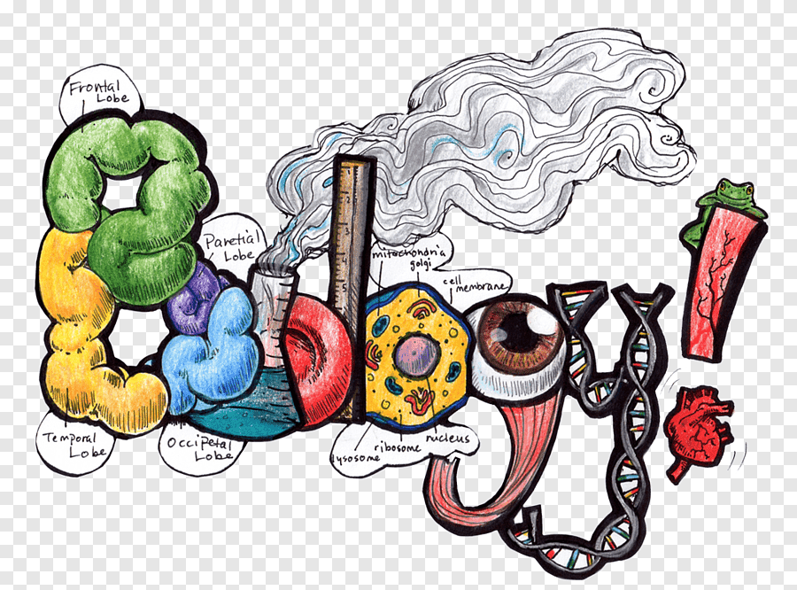 Биологический рисунок (31 фото) скачать бесплатно