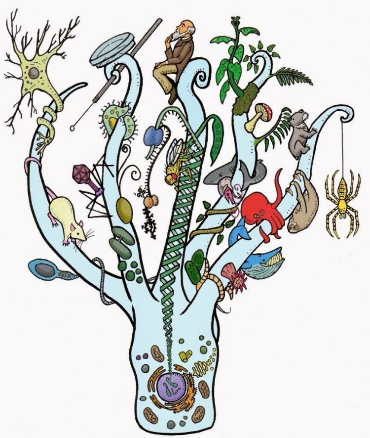 Биологический рисунок (31 фото) скачать бесплатно