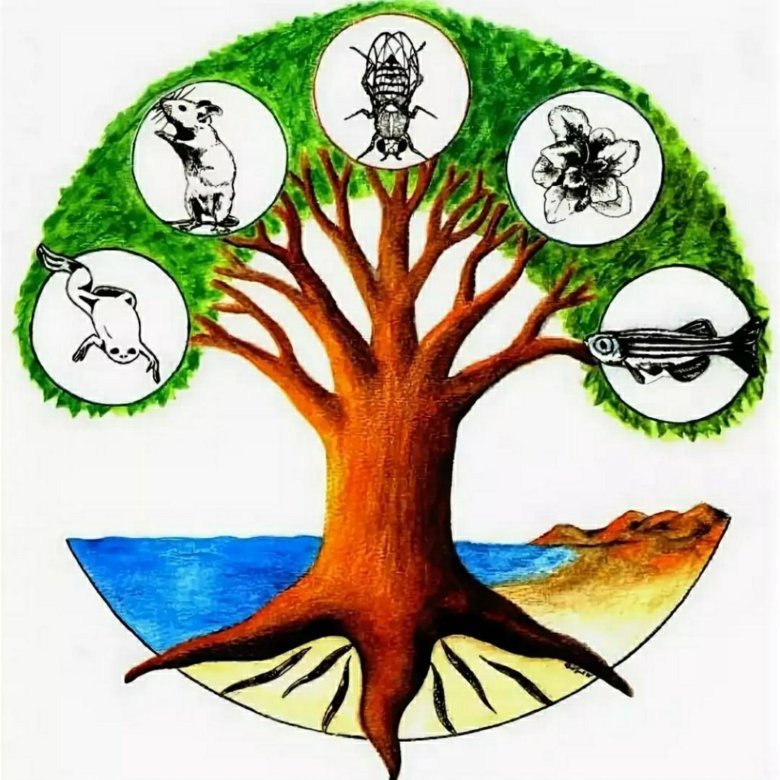 Биологический рисунок (31 фото) скачать бесплатно