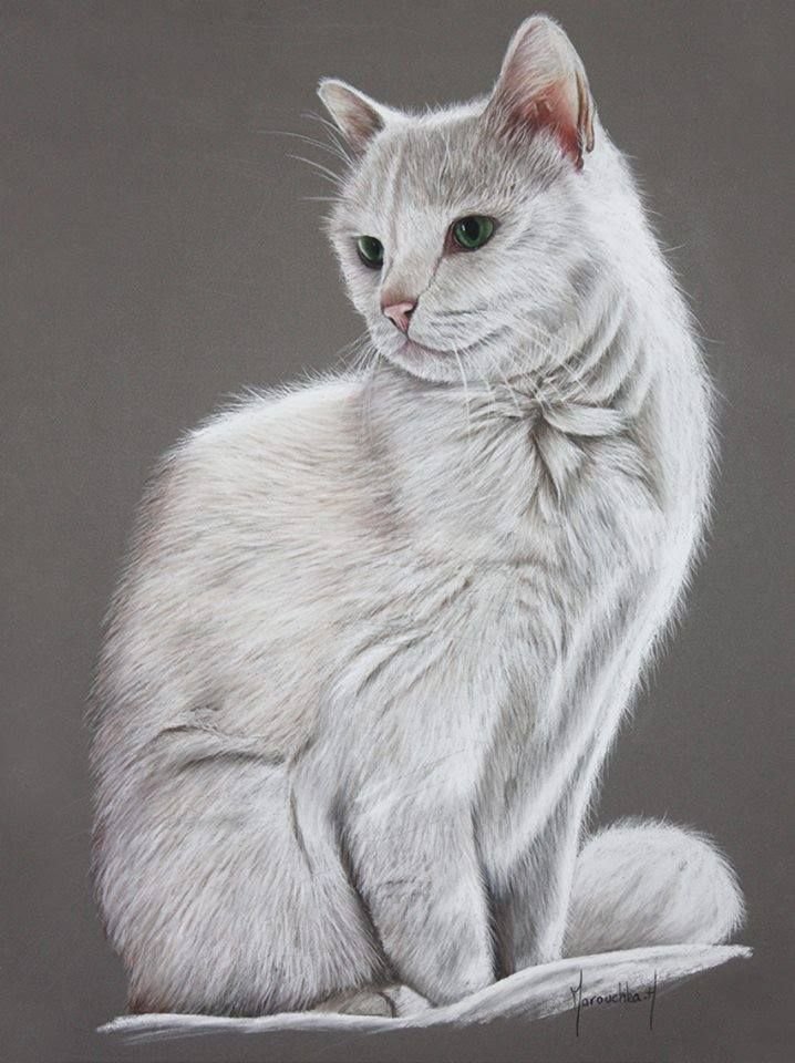 Портрет белой кошки
