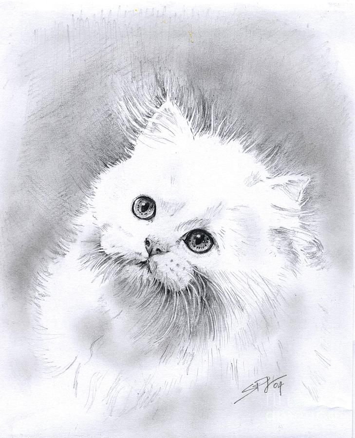 Пушистый котенок рисунок