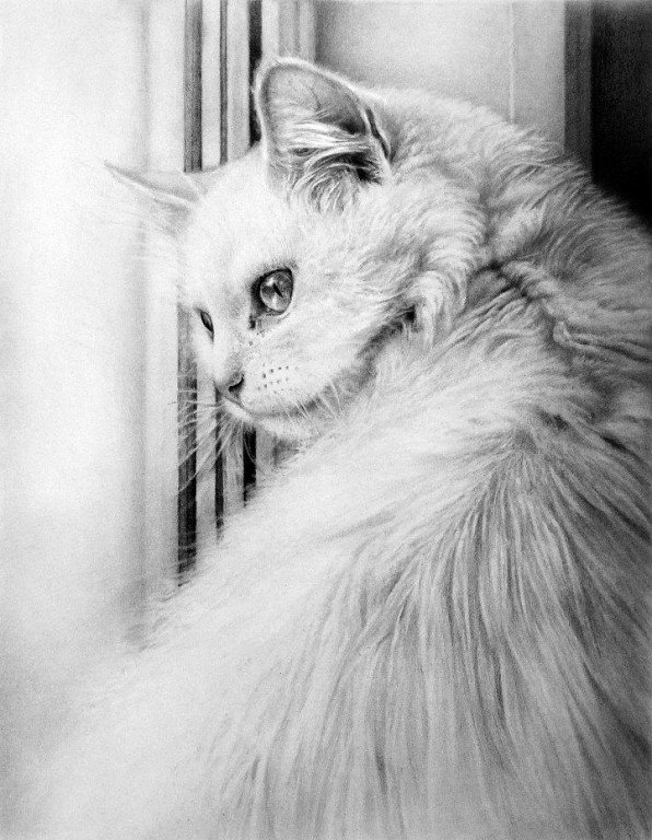 Белая кошка пастелью