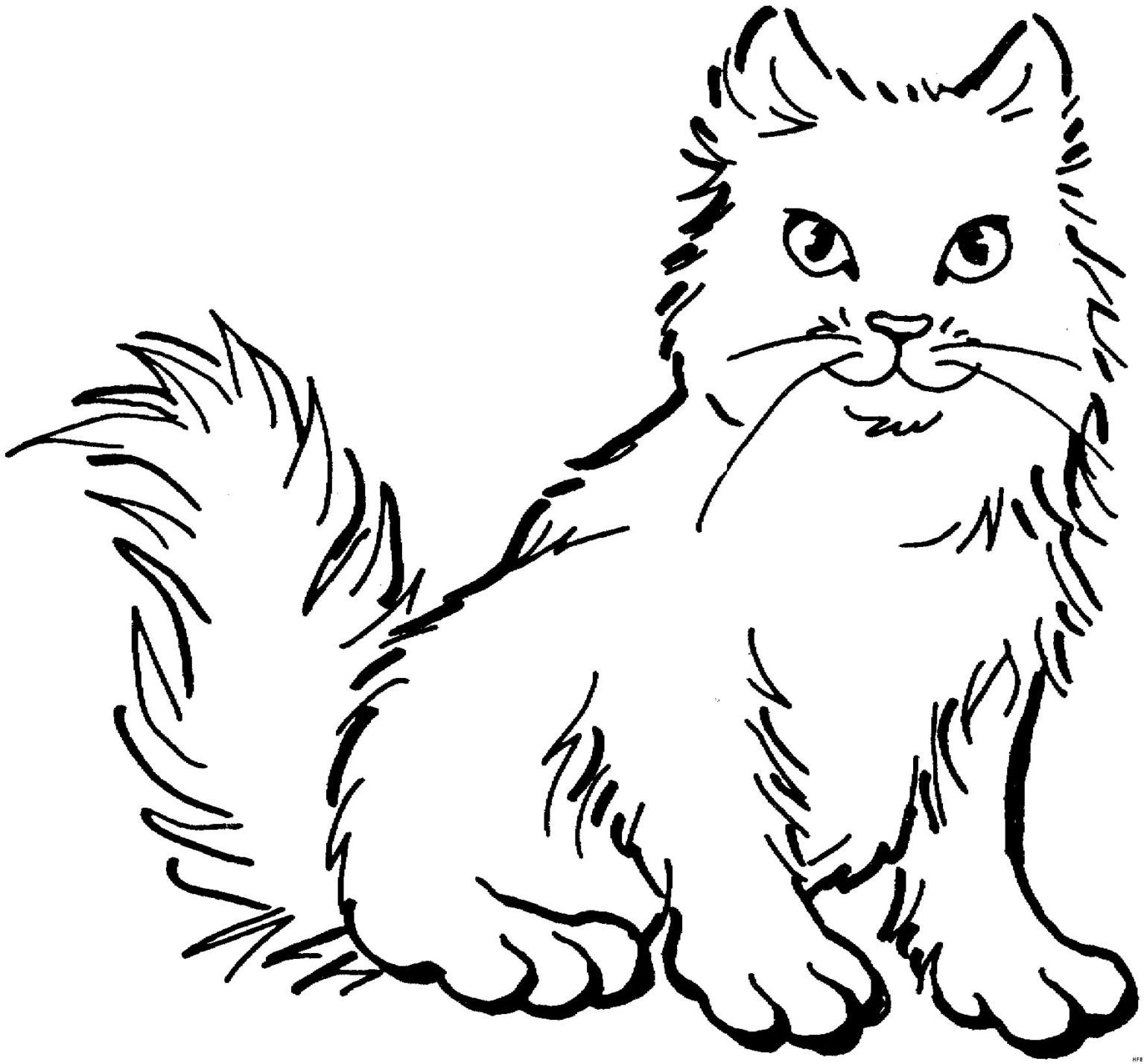 Сибирская кошка раскраска