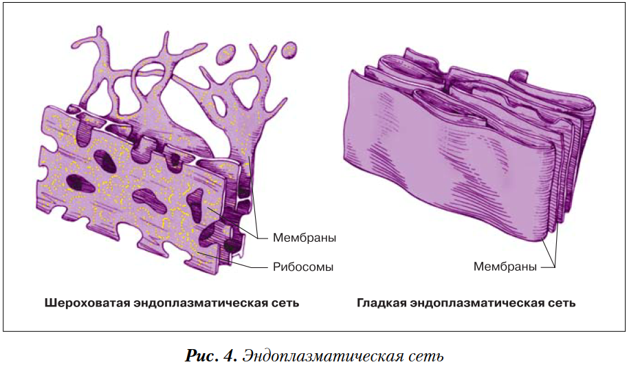 Эндоплазматическая сеть гладкая и шероховатая