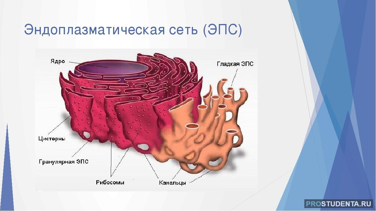 Гладкая эндоплазматическая сеть рисунок в клетке