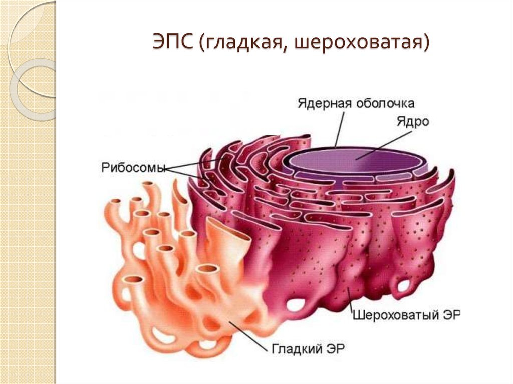 Шероховатая эндоплазматическая мембрана
