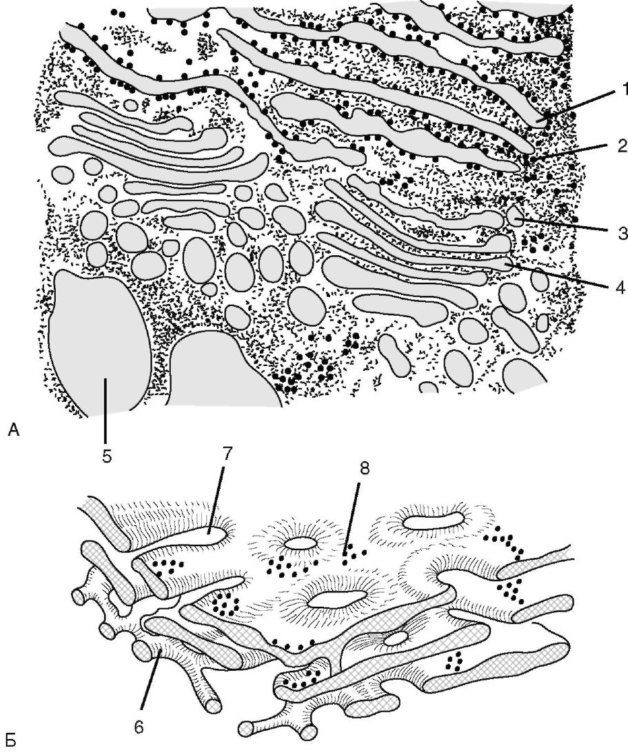 Строение клетки гранулярная эндоплазматическая сеть