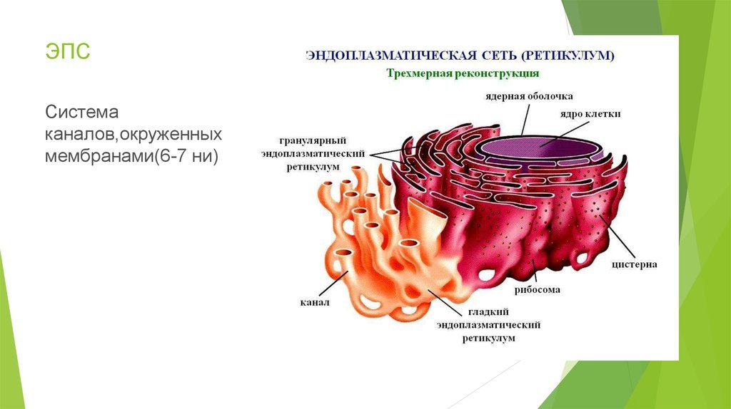 Рисунок эндоплазматической сети клетки