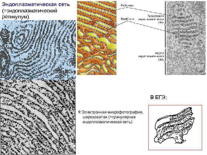 Гранулярная эндоплазматическая сеть рисунок
