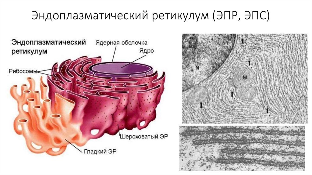 Эндоплазматический ретикулум строение