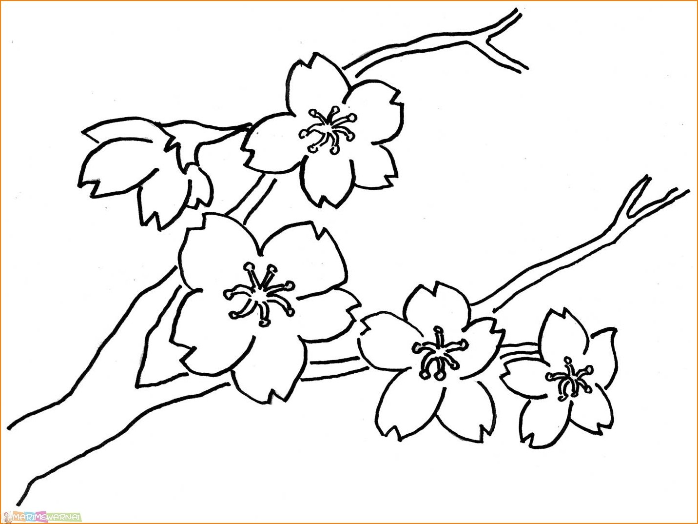 Цветы Сакуры карандашом