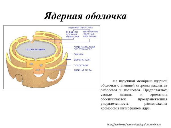 Ядерная оболочка рисунок (49 фото) скачать бесплатно