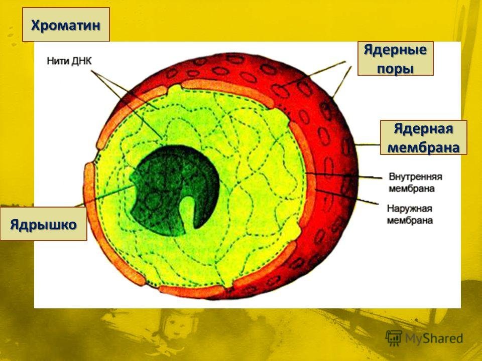 Ядерная оболочка рисунок (49 фото) скачать бесплатно