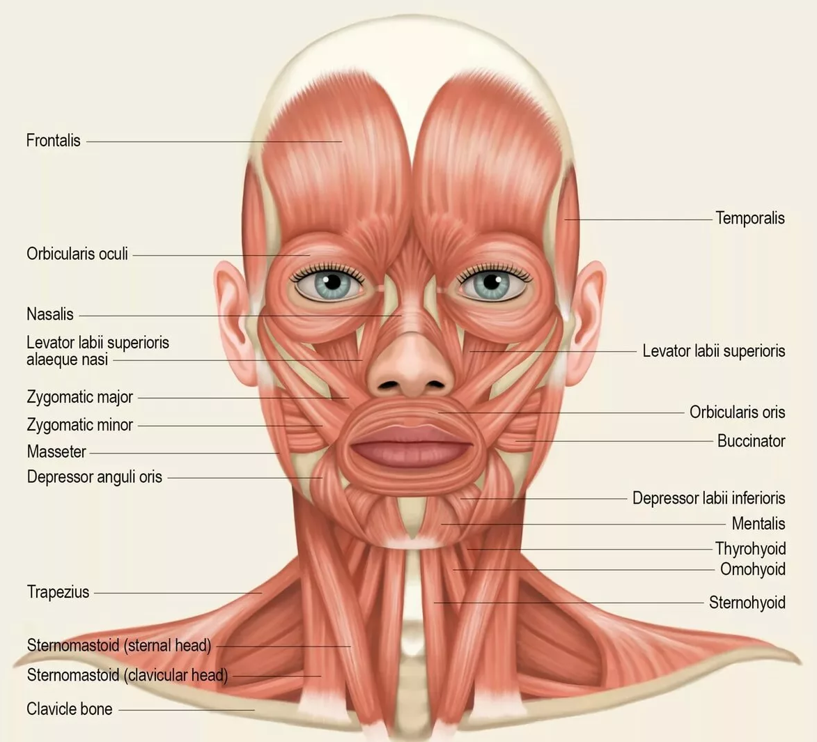 Мышцы лица рисунок (46 фото) скачать бесплатно