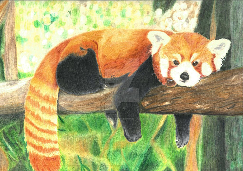 Нарисовать красную панду