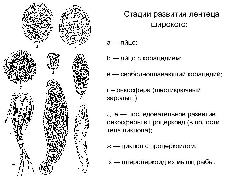 Широкий лентец рисунок (48 фото) скачать бесплатно