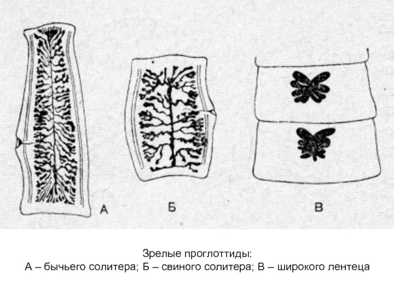 Широкий лентец рисунок (48 фото) скачать