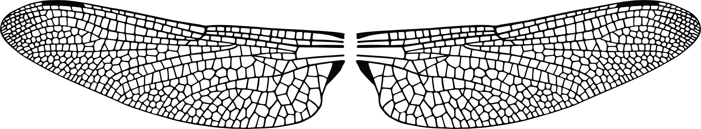 Крылья стрекозы рисунок (43 фото) скачать бесплатно