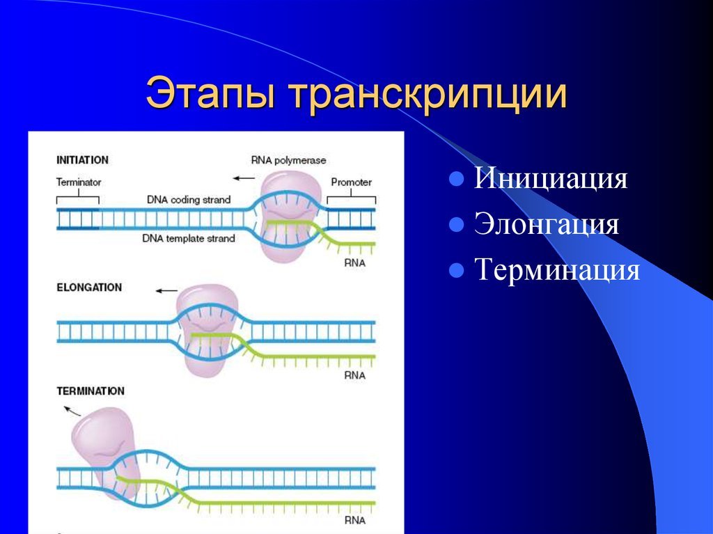 Транскрипция рисунок (50 фото) скачать