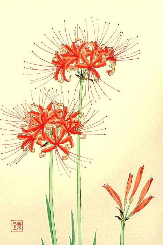 Ликорис Ботаническая иллюстрация