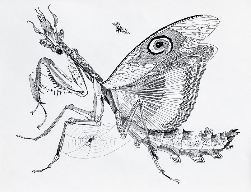 Раскраска насекомые богомол