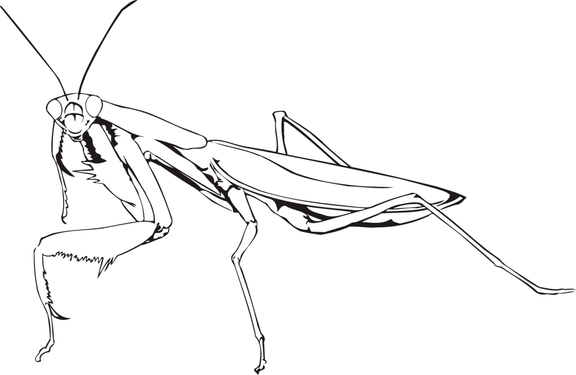 Раскраска насекомые богомол