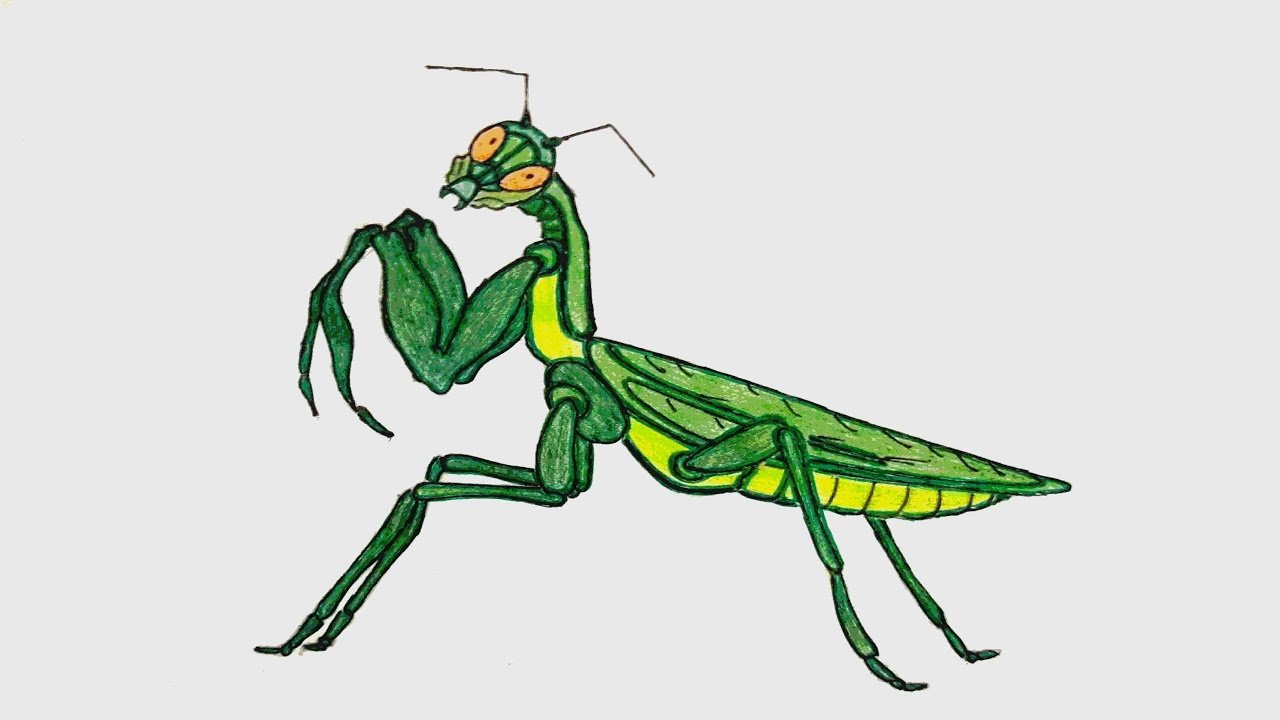 Анатомия насекомых для рисования