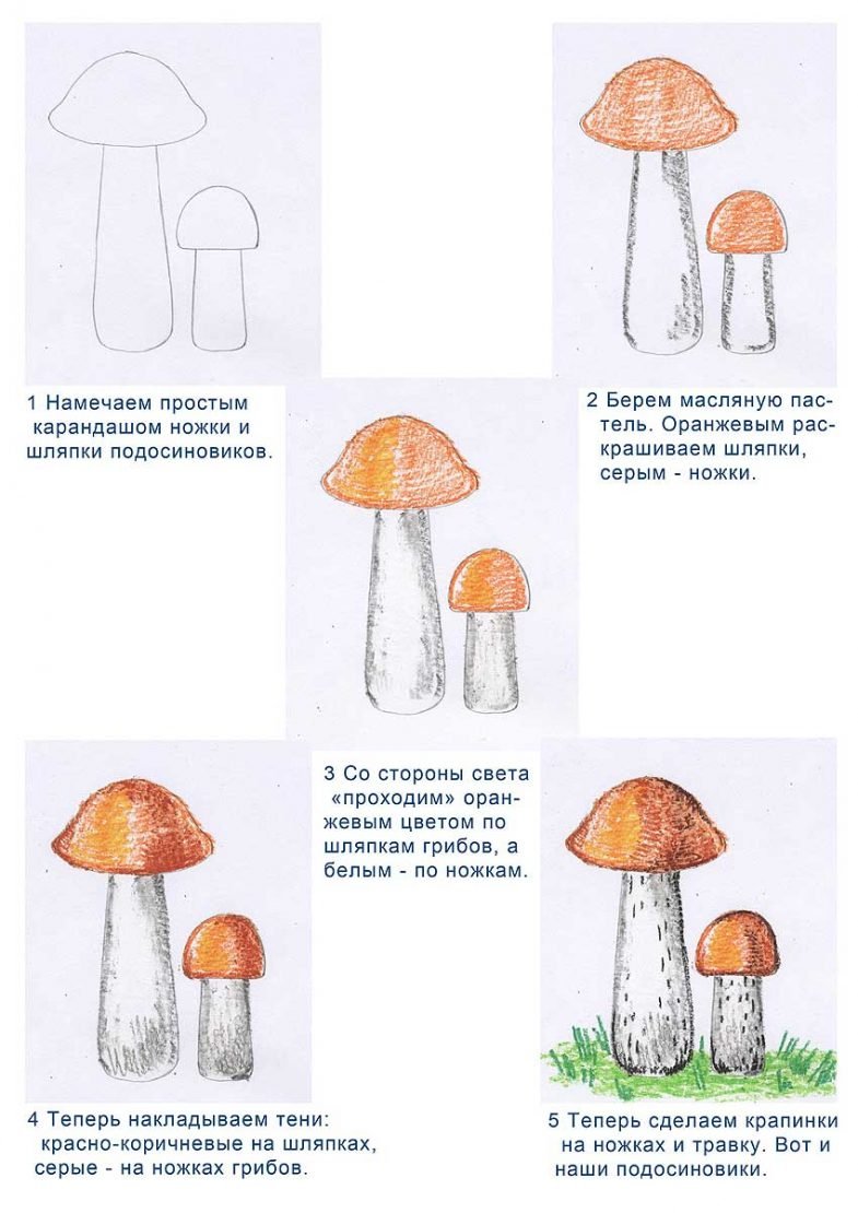 Подосиновик схема гриба