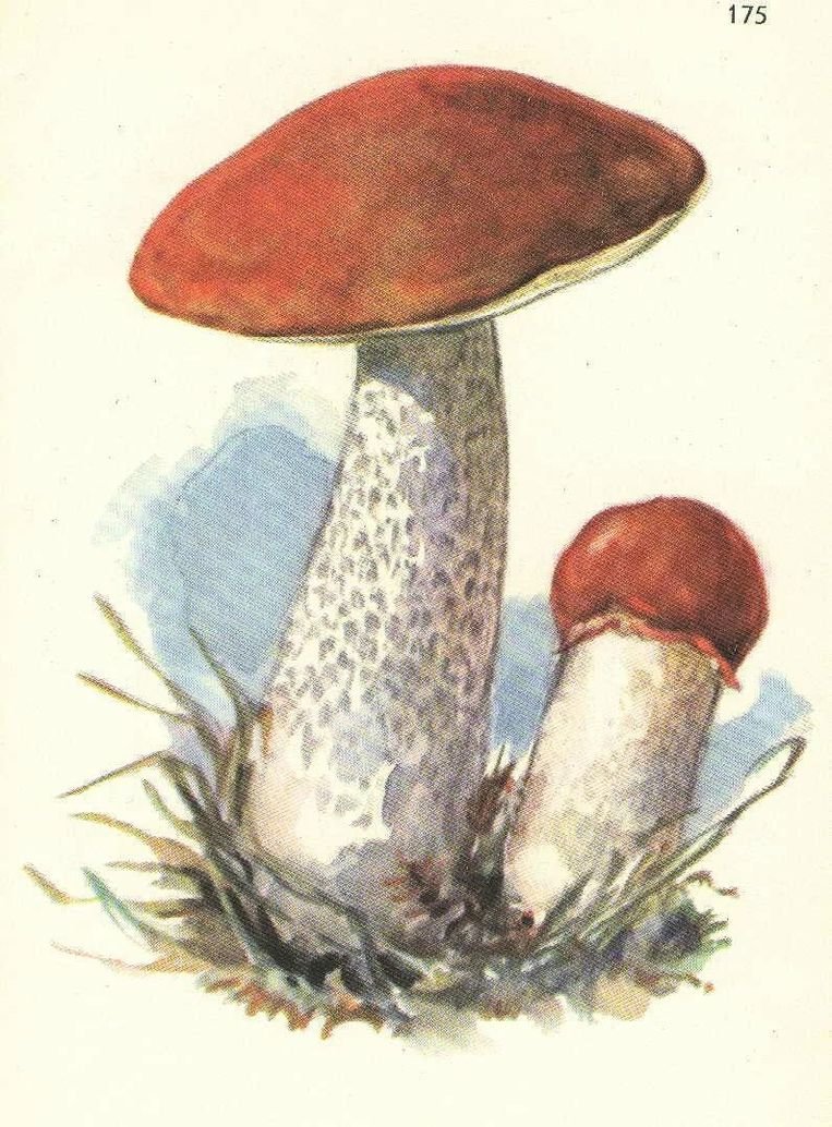 Подберезовик гриб рисунок