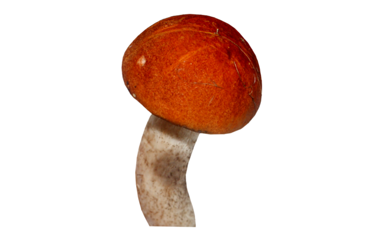 Подосиновик гриб